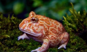 Erdbeer-Pacman-Frog, Ceratophrys cranwelli strawberry