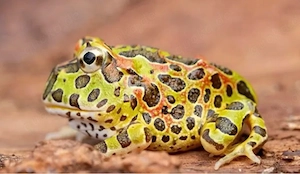 Argentinischer Schmuckhornfrosch (grün), Ceratophrys ornata Schmuckhornfrosch