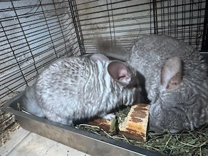 Chinchilla Vater und Sohn