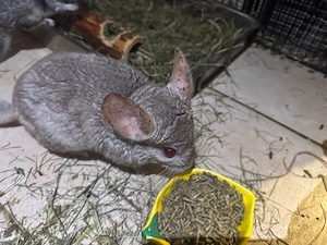 Chinchilla Vater und Sohn