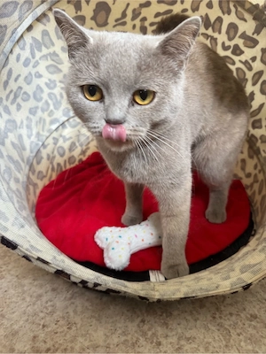 Bkh Katze abzugeben