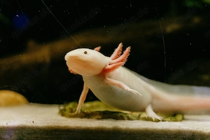Axolotl zu verschenken (Selbstabholung)   Optional: 450l Aquarium abzugeben
