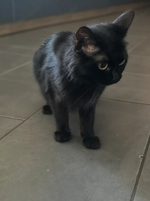 Zwei Norwegische-Waldkatzen Maine-Coon-Mixe nur gemeinsam abzugeben   200   inklusive Zubehör