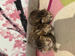Volle süße Baby Katzen zu verkaufen 