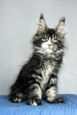 8 wunderschöne Maine-Coon-Kätzchen mit Stammbaum, 13 Wochen alt  geimpft, tierärztlich untersucht un