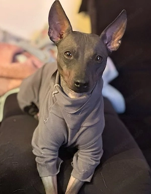 Liebe American Hairless Terrier Hündin