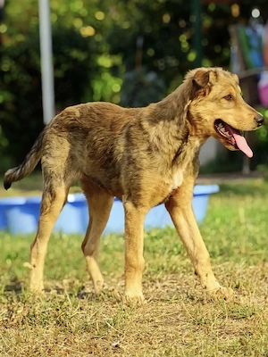 Collie Mix Rüde 5Mon 13 kg bundesweit ausreisebereit nach Adoption  Bild 2