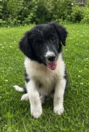 Hände voller Glück!  3 zuckersüße Border-Collie Welpen suchen ihr Abenteuer