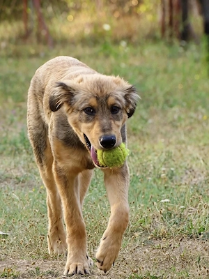 Collie Mix Rüde 5Mon 13 kg bundesweit ausreisebereit nach Adoption  Bild 4