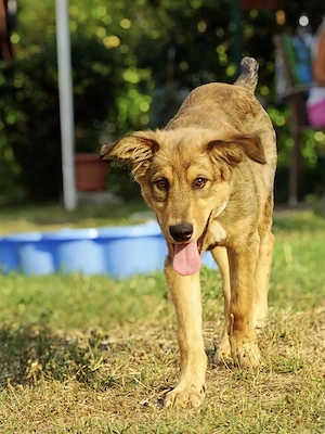 Collie Mix Rüde 5Mon bundesweit ausreisebereit nach Adoption 