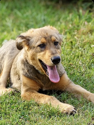Collie Mix Welpe 5Mon 13kg  39cm Rüde BUNDESWEIT ausreisebereit 