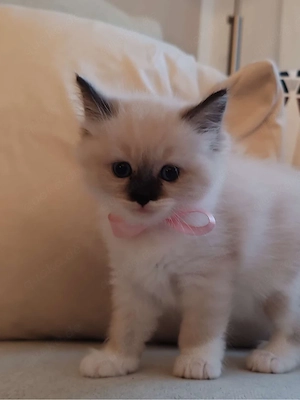 Ragdoll Kitten zum Reservieren
