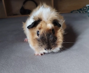 Meerschweinchen Rosette (männlich)  Bild 3