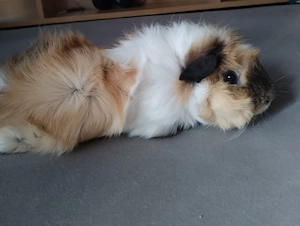 Meerschweinchen Rosette (männlich)  Bild 2