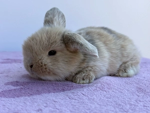 Minilop Zwergwidder Kaninchen Hasen 