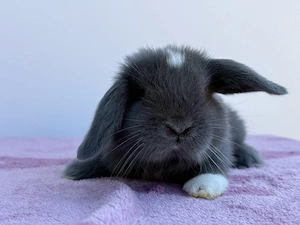 Minilop Zwergwidder Kaninchen Hasen 