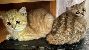 Kleine BKH Goldeneschadet getieger suchen neue zu hause Bild 2