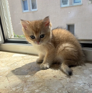 Kleine BKH Goldeneschadet getieger suchen neue zu hause Bild 3