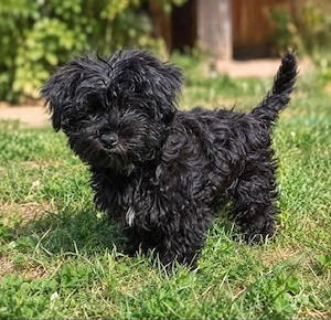 Maltipoo, yorkiepoo Welpen Hündin