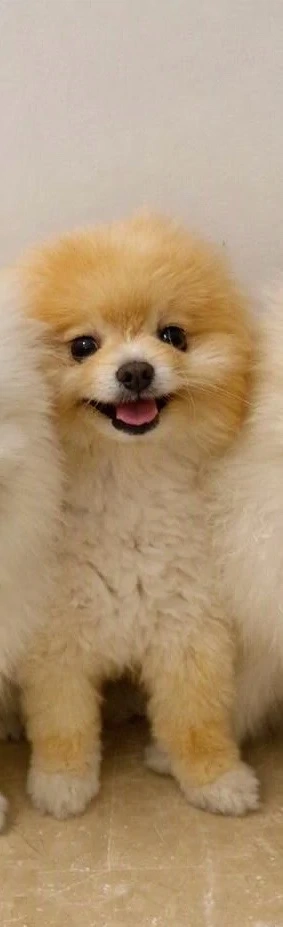 pomeranian Rüde 