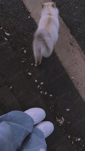 Katze zu vermitteln