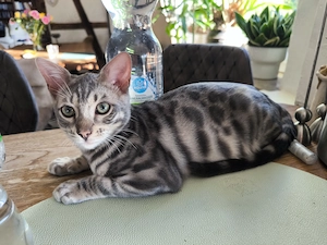 Bengal - Mix Kitten 