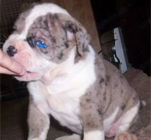 Alapaha-Bulldoggenwelpen (Blue Bloods). 