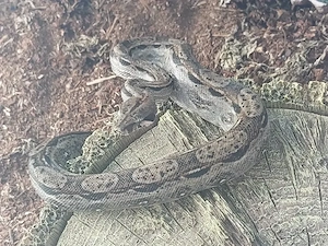 1.0 Constrictor Imperator Honduras