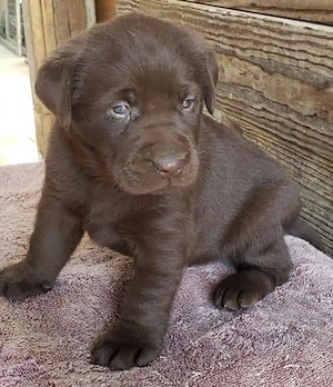 Title:  Beautiful Labrador Retriever Puppies   Friendly, Healthy & Ready for Loving Homes