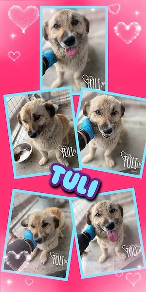 sehr liebe, kleine, junge, menschenbezogene Traumhündin "Tuli" sucht ein liebevolles Zuhause