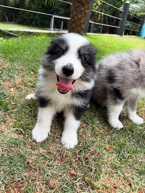    Sheltie-Welpen (Shetland Sheepdog) abzugeben   