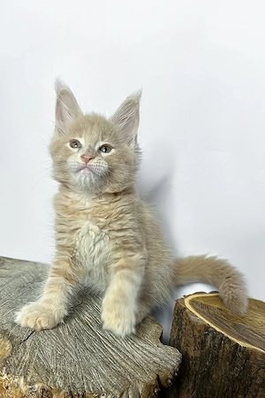 10 wunderschöne Maine-Coon-Kätzchen mit Stammbaum, 13 Wochen alt   geimpft, tierärztlich untersucht 