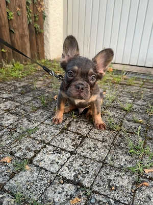 Französische Bulldoggen Fluffy 