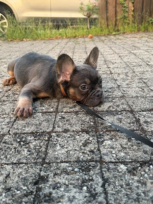 Französische Bulldoggen Fluffy 
