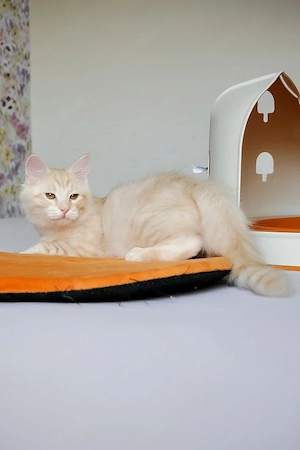 Wunderschönes Maine-Coon-Kätzchen sucht ein liebevolles Zuhause 