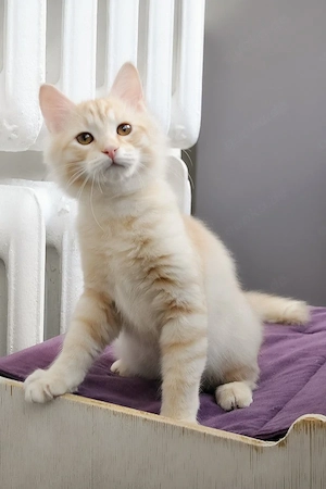 Wunderschönes Maine-Coon-Kätzchen sucht ein liebevolles Zuhause