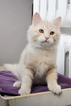 Wunderschönes Maine-Coon-Kätzchen sucht ein liebevolles Zuhause in Deutschland