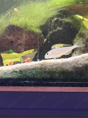 Xenotilapia nigrolabiata red Princess