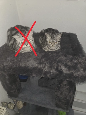 Wir suchen ein neues Zuhause 