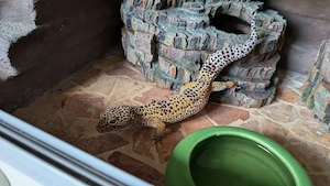 Leopardgecko 
