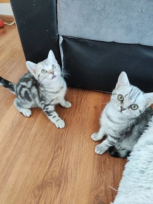 Katzenkinder (Hauskatzen)