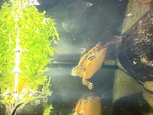 Chrysemys picta dorsalis 0.2.0 (südliche Zierschildkröte)