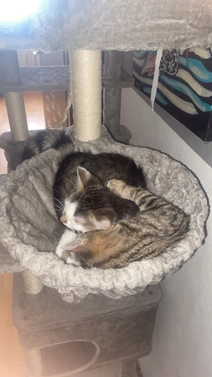2 kleine Katzenmädchen abzugeben!