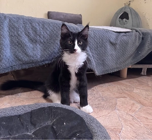 Maine Coon Kitten Reinrassig! Sofort Abholbereit