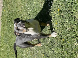 Old English Bulldog Hündinnen 1 Jahr 8 Monate alt 