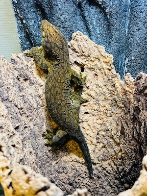 1.0 Rhacodactylus leachianus Poindimie