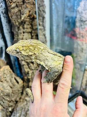 0.1 Rhacodactylus leachianus Poindimie