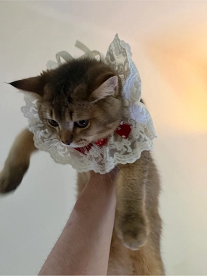 Teddy Gold Katze 
