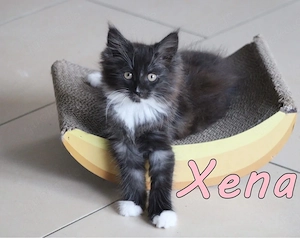 Maine Coon Mix Kätzchen. Geimpft, gechipt, entwurmt. DNA Gesund