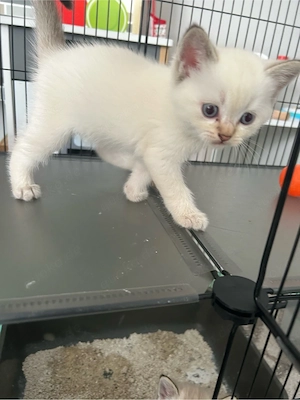 BKH kittens